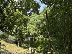 -大塘金香草谷