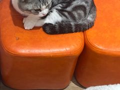 -1013 PET SHOP精品宠物商店(丁香店)