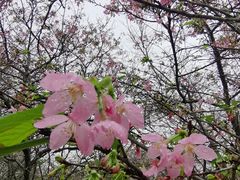 -天适樱花悠乐园