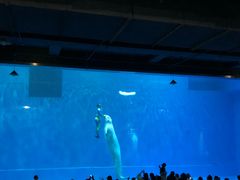 -芜湖新华联大白鲸海洋公园