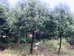 -呼吸森林·生态农庄农家乐私房菜