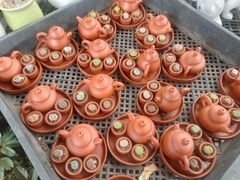 -龙大花卉苗木市场