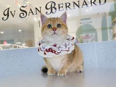 -艾贝尔宠物医院·24H转诊中心·肿瘤猫专科(江宁双龙店)