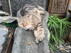 -喵屿·大理花园猫咖