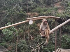 -西双版纳原始森林公园