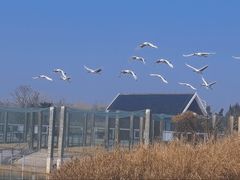 -盐城丹顶鹤湿地生态旅游区