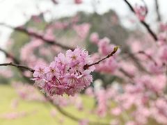 -顾村公园