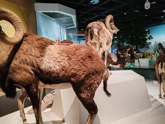 -陕西自然博物馆