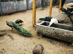 -长白岛森林公园