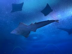 -珠海长隆海洋王国