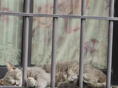 -猫岛主趣味餐厅(鼓浪屿店)