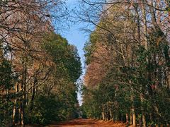 -上海海湾国家森林公园