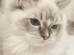 -三花喵·撸猫购宠·宠物生活馆(虹桥南丰城店)