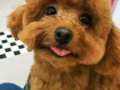 -PETKIT小佩宠物(昭化店)
