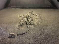 -世界恐龙谷景区