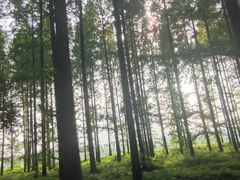 -黄海国家森林公园