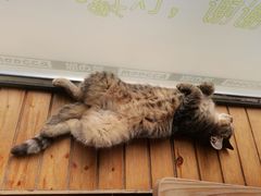-猫的茶·猫咖