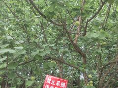 -秀丽东方