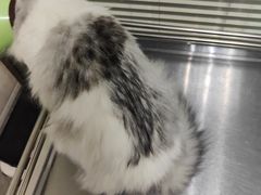 -动物缘宠物医院·骨科·猫科(西二环店)