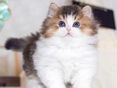 -小猫来了·猫舍(红山六九七九店)