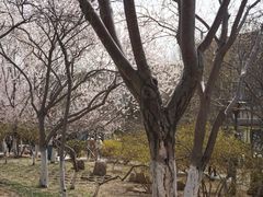 -桃花堤公园