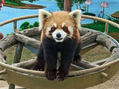 -西霞口神雕山野生动物世界