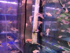 -花鸟鱼虫鲜花绿植市场(玉泉路店)