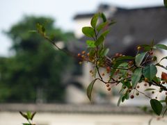 -枫桥景区
