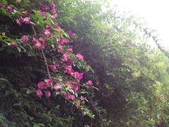 iphone_upload_pic-望江楼公园