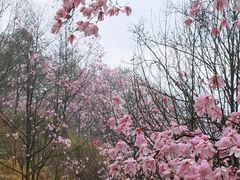 -九皇山景区