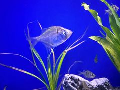 -上海海洋水族馆