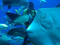 -迪拜水族馆及水下动物园