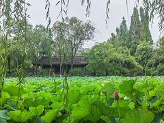 -桂湖森林公园