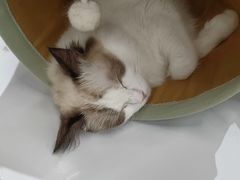 -COLOR PETS 撸猫馆·购猫·猫咖(长风大悦城店)