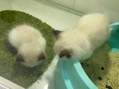 -糯米喵星人·撸猫猫舍咖啡馆(西市场嘉华店)