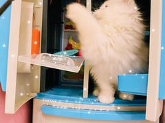 -翊宠yipet猫狗购宠庄园犬舍•猫舍