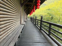 -大唐贡茶院