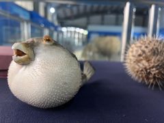 -上海海洋大学鱼文化博物馆(军工路校区)