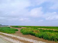 -南汇嘴观海公园