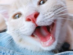 -伟伟宠物医院·CT影像中心·瑞派犬猫综合性门诊(汉口总院)
