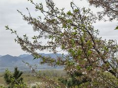-樱花山风景区