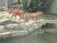 -深圳野生动物园