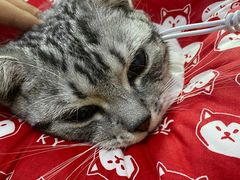 -喜多萌中农锦绣动物医院24H·猫科·牙科MRI·CT