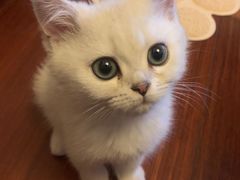 -东方名猫馆·英短金渐层布偶猫舍(环线广场1号楼店)