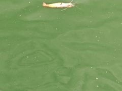 -DGE季风钓虾营地·团建·聚会