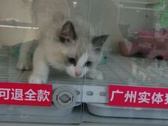 -lincat·猫舍(广州店)