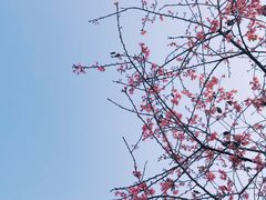 -狐尾山公园