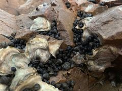 -第35届青岛国际啤酒节