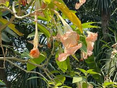 -西双版纳傣族园