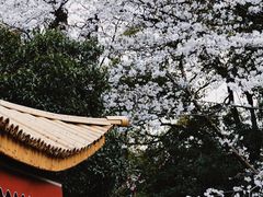 -西湖游船